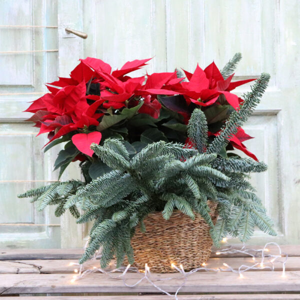 Cesta con Flor de Pascua